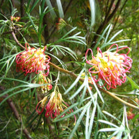 Grevillea 'Winpara Gold' - Large - Ladybird Nursery