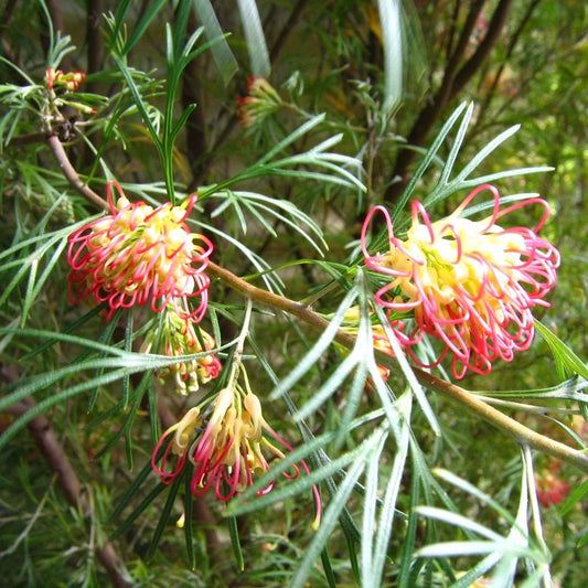 Grevillea 'Winpara Gold' - Large - Ladybird Nursery