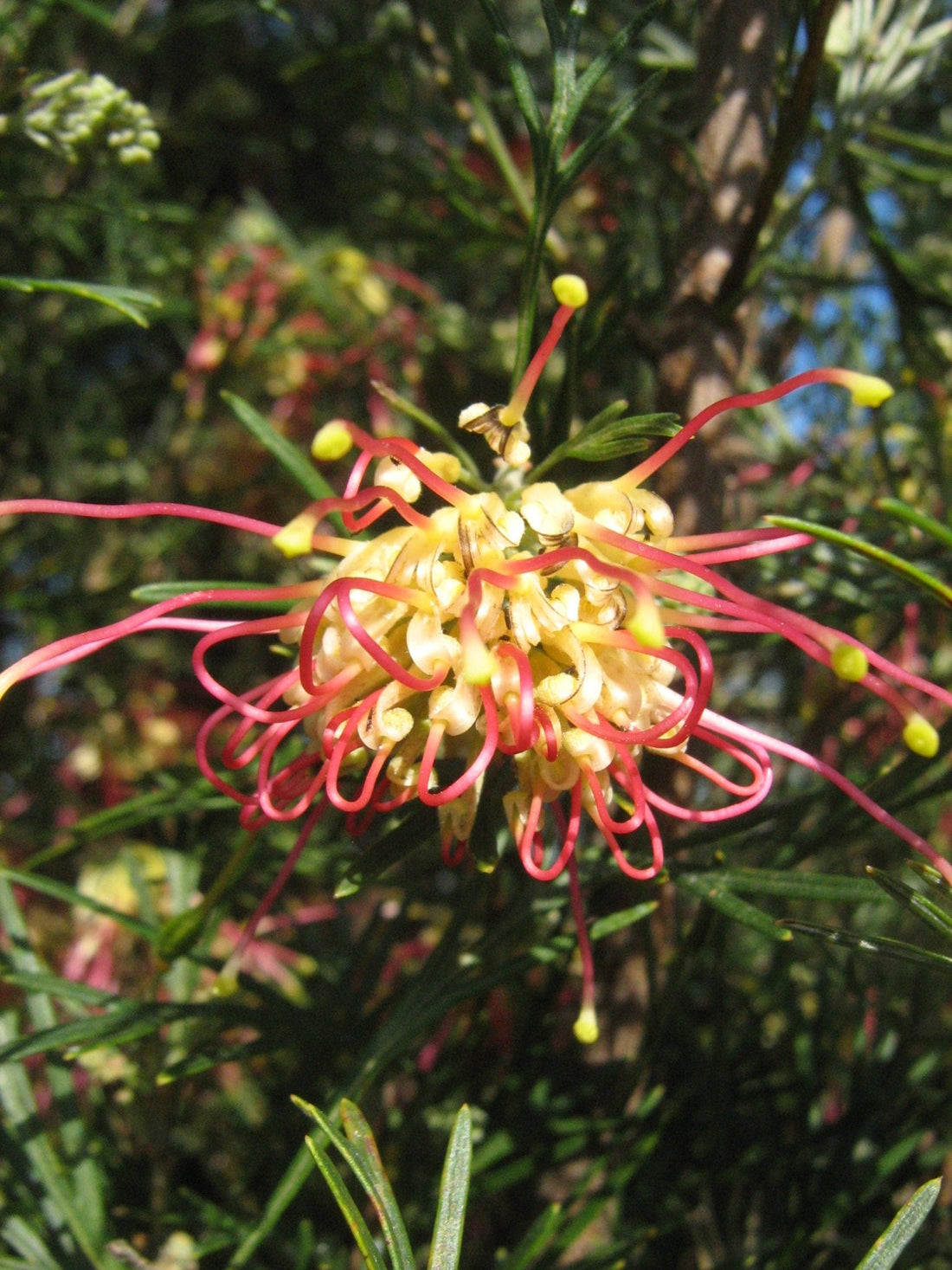 Grevillea 'Winpara Gold' - Large - Ladybird Nursery