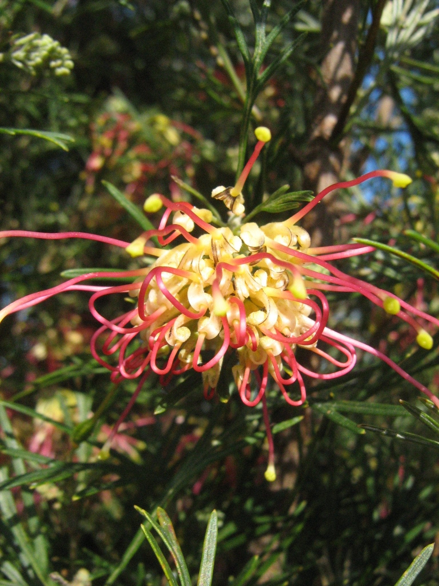 Grevillea 'Winpara Gold' - Large - Ladybird Nursery