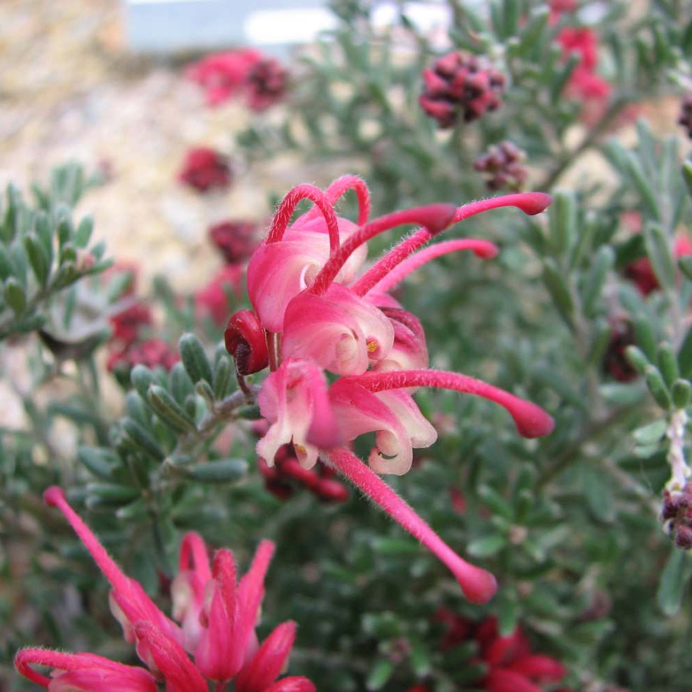 Grevillea Winter Delight - Ladybird Nursery