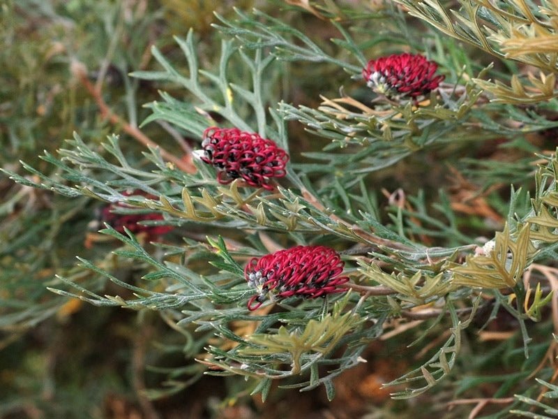 Grevillea Red Coral - Ladybird Nursery
