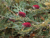 Grevillea Red Coral - Ladybird Nursery