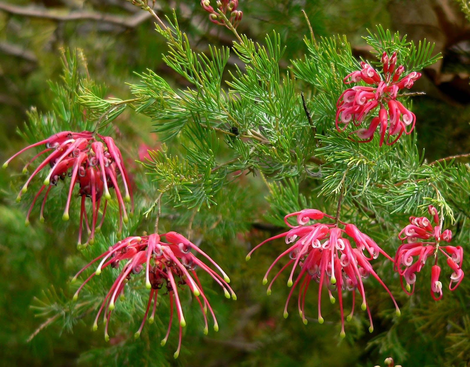 Grevillea lanigera - Ladybird Nursery