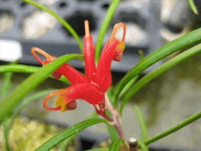 Grevillea nudiflora - Ladybird Nursery