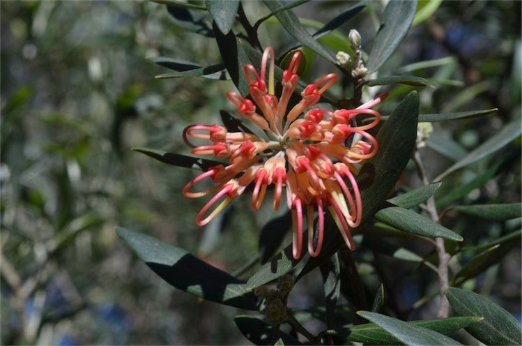 Grevillea olivacea - Ladybird Nursery