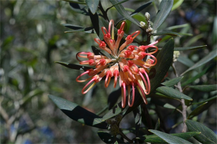 Grevillea olivacea