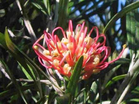 Grevillea olivacea