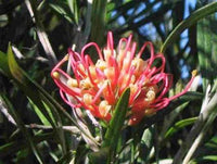 Grevillea olivacea