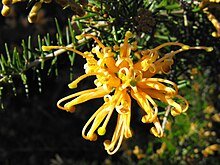 Grevillea Old Gold™ - Ladybird Nursery