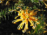 Grevillea Old Gold™