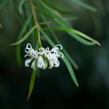 Grevillea linearifolia