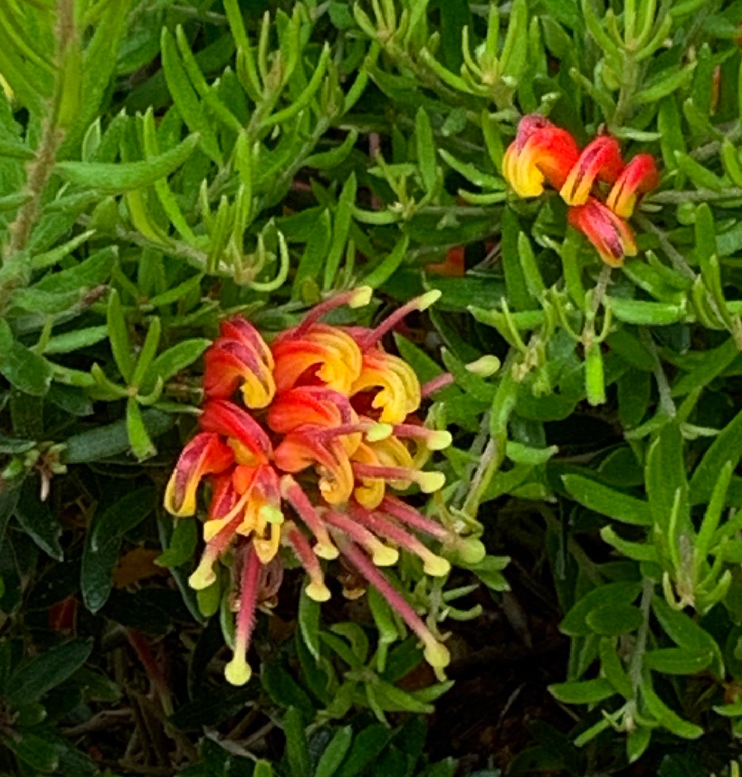 Grevillea Winter Flame