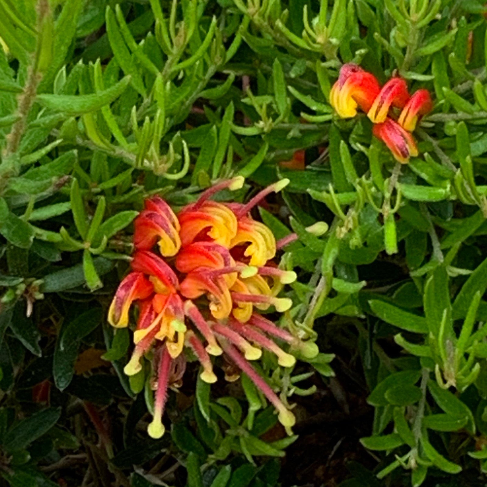 Grevillea Winter Flame - Ladybird Nursery