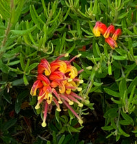 Grevillea Winter Flame