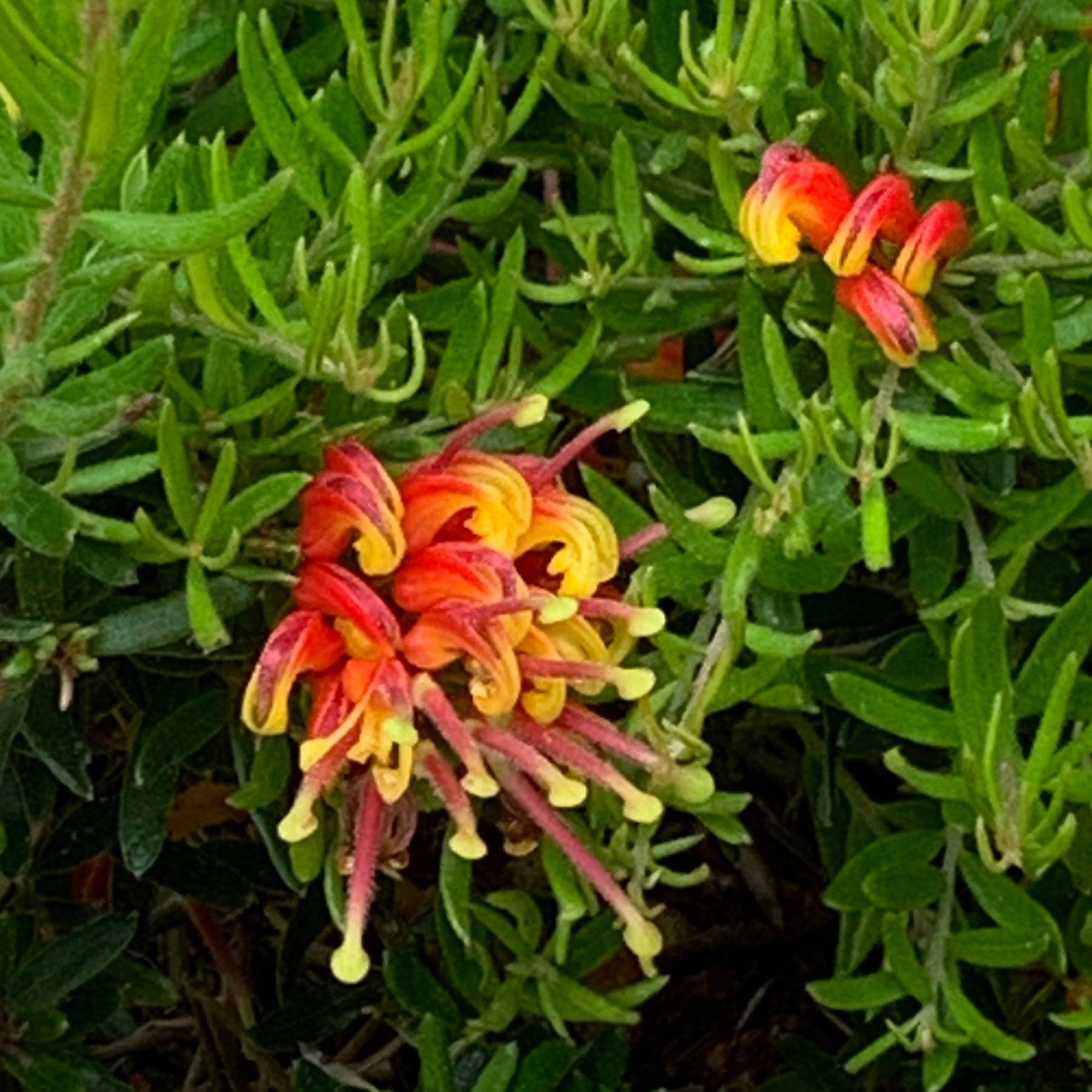 Grevillea Winter Flame - Ladybird Nursery