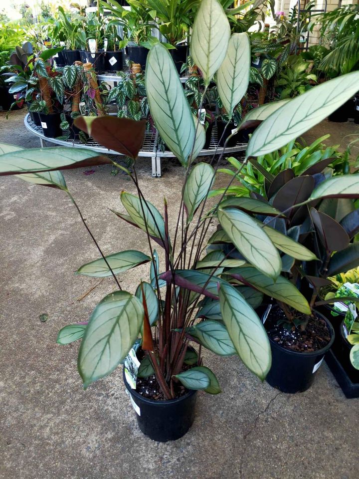 Ctenanthe 'Grey Star' 200mm Pot - Ladybird Nursery