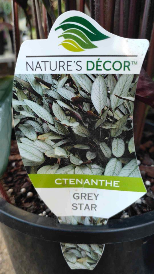 Ctenanthe 'Grey Star' 200mm Pot - Ladybird Nursery