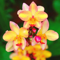 Ground Orchid 'Yellow Mellow' (Spathoglottis)