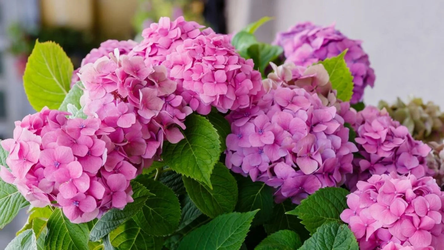 Hydrangea Pink (Hydrangea spp.)