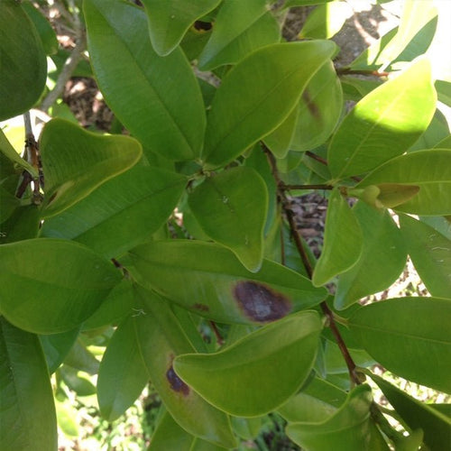 Grumichama Orange - Ladybird Nursery