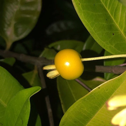Grumichama Orange - Ladybird Nursery