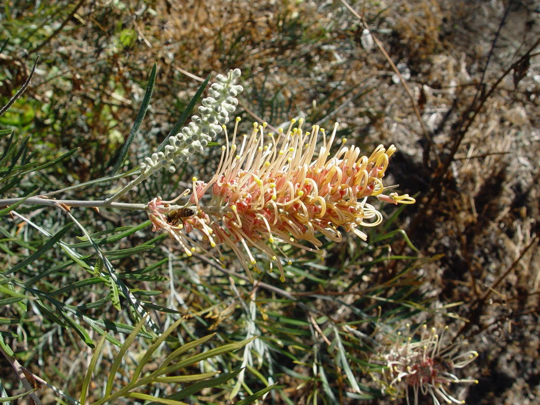 Grevillea Kay Williams - Ladybird Nursery