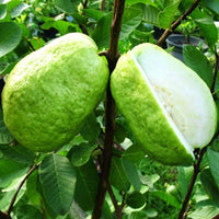 Guava 'Giant Thai'