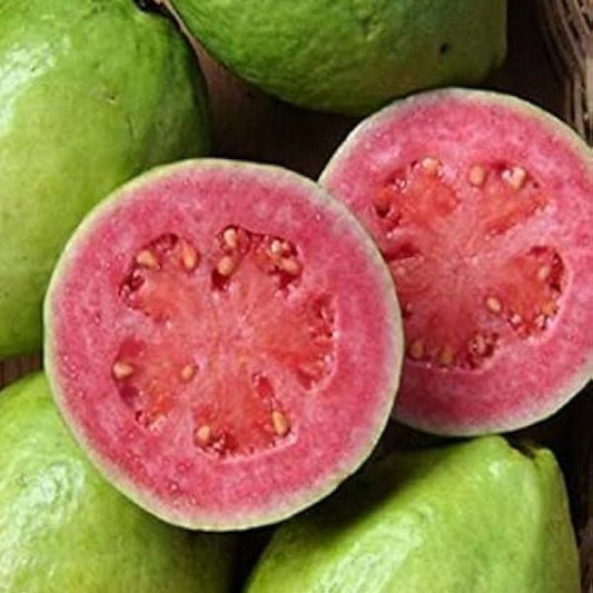 Guava ‘Hawaiian Pink’ - Ladybird Nursery