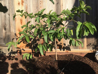 Guava 'Indian White' - Ladybird Nursery