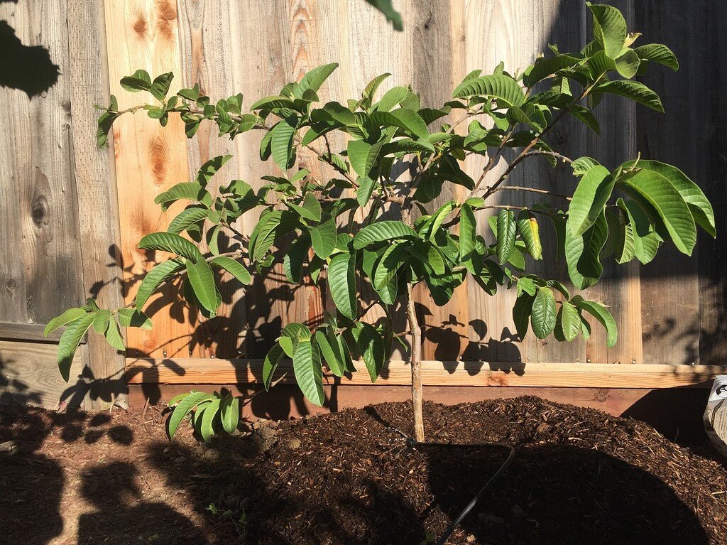 Guava 'Indian White' - Ladybird Nursery