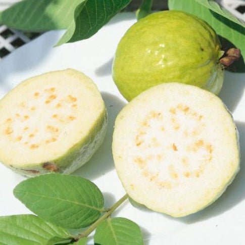 Guava 'Indian White' - Ladybird Nursery