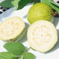 Guava 'Indian White' - Ladybird Nursery