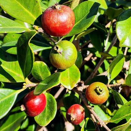Guava 'Red Cherry/Strawberry' - Large - Ladybird Nursery