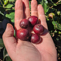 Guava 'Red Cherry/Strawberry' - Large - Ladybird Nursery