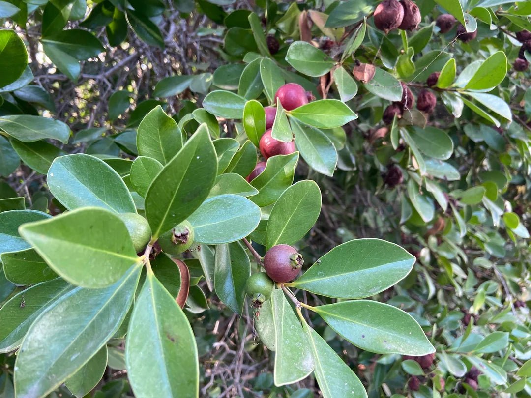 Guava 'Red Cherry/Strawberry' - Large - Ladybird Nursery