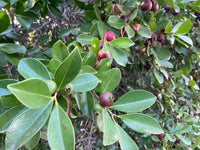 Guava 'Red Cherry/Strawberry' - Large - Ladybird Nursery