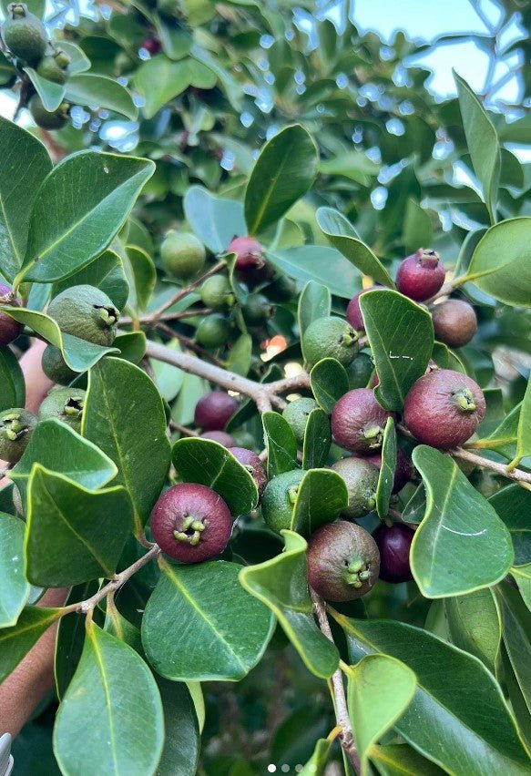 Guava 'Red Cherry/Strawberry' - Large - Ladybird Nursery
