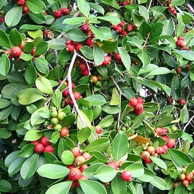 Guava 'Red Cherry/Strawberry' - Large - Ladybird Nursery