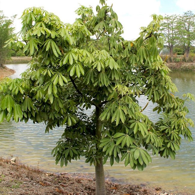 Guiana Chestnut - Ladybird Nursery