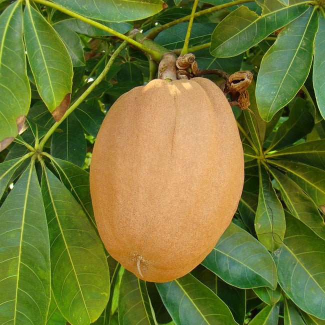 Guiana Chestnut - Ladybird Nursery