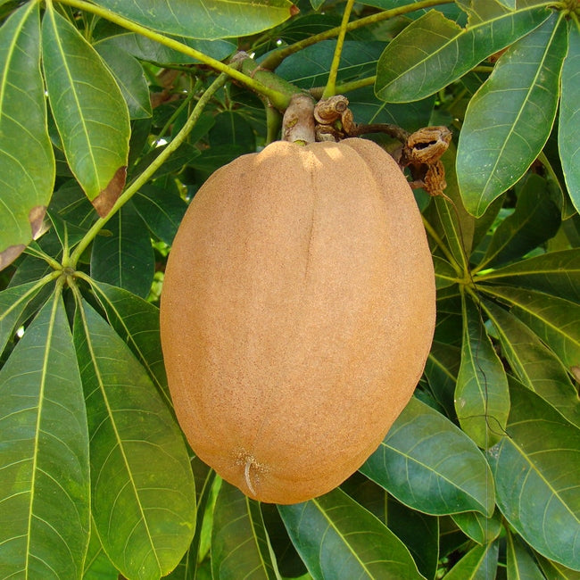 Guiana Chestnut