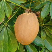 Guiana Chestnut