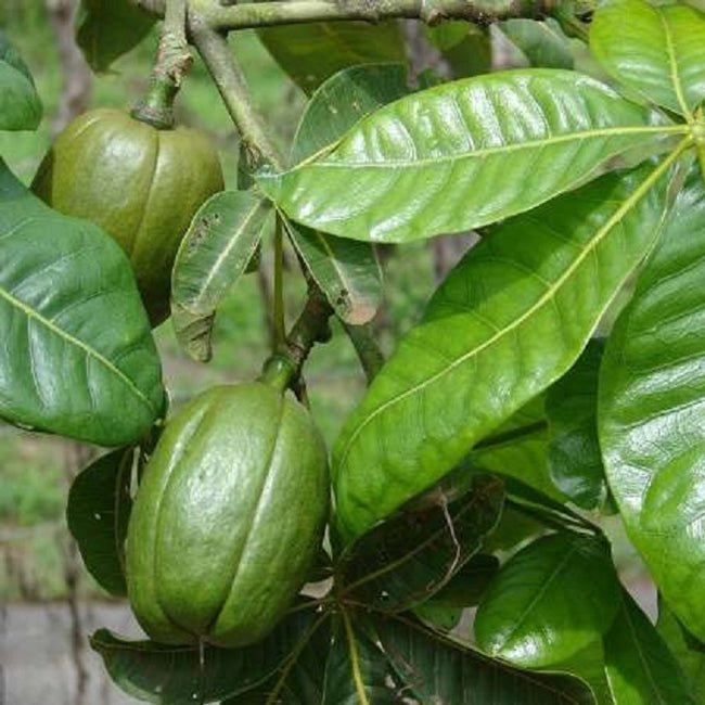 Guiana Chestnut - Ladybird Nursery