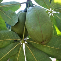 Guiana Chestnut - Ladybird Nursery