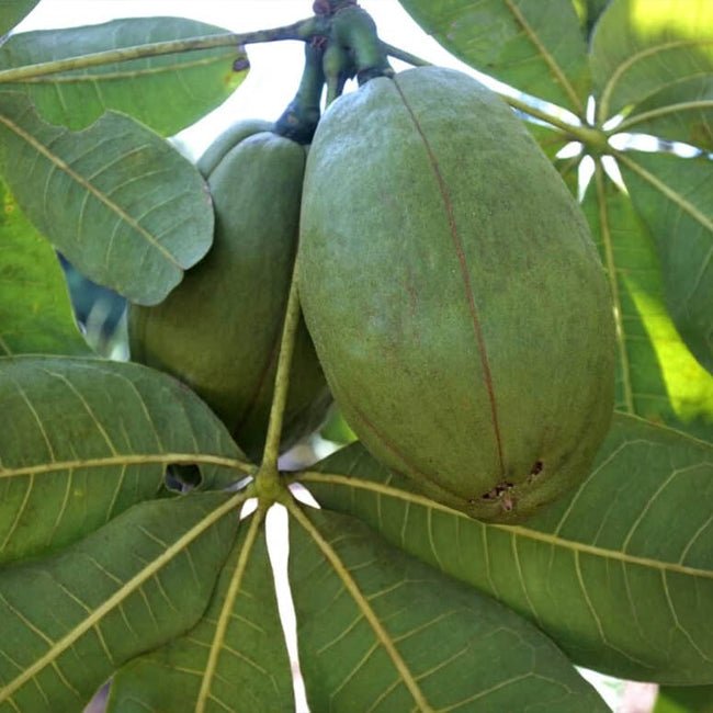 Guiana Chestnut - Ladybird Nursery
