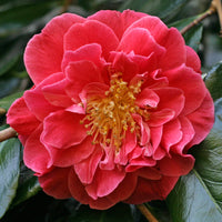 Camellia Guilio Nuccio (Camellia japonica)