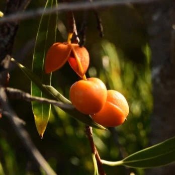 Weeping Pittosporum (Pittosporum angustifolium) - Ladybird Nursery