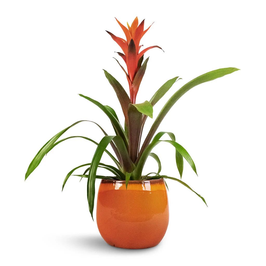 Guzmania spp. Orange Bromeliad - Ladybird Nursery
