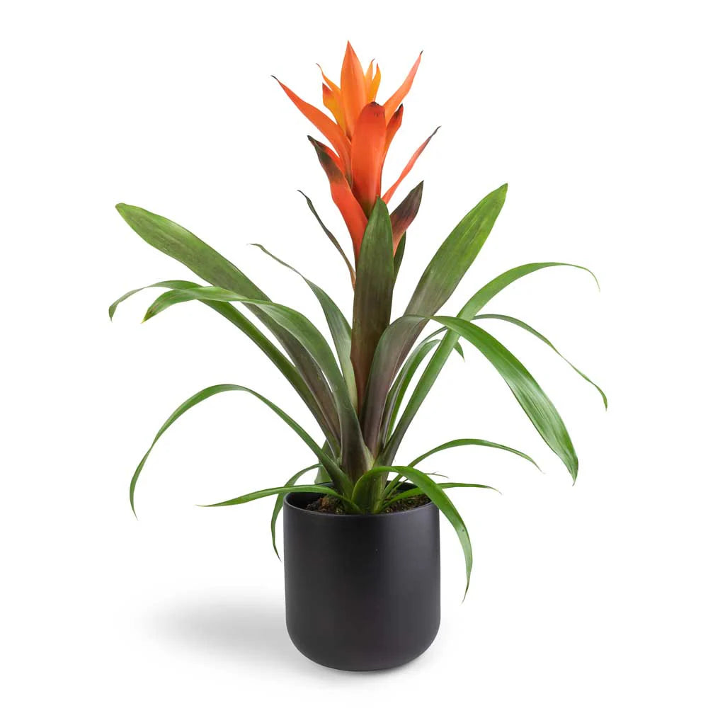 Guzmania spp. Orange Bromeliad